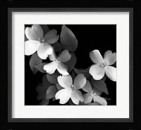 Dogwood (black & white) Fine Art Print