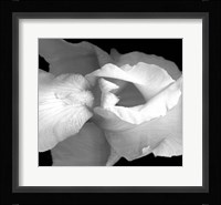 Iris Fine Art Print