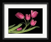 Tulips 3 Fine Art Print
