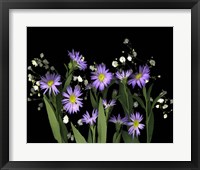 Asters & Baby's Breath 2A Fine Art Print