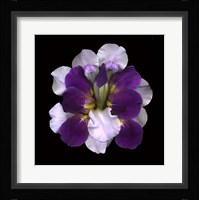 Iris Reconstructed Fine Art Print