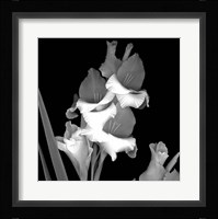 Gladiola Fine Art Print