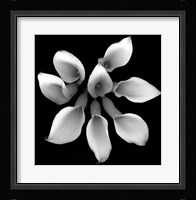 Crystal Blush Calla 2 Fine Art Print