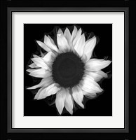 Sunflower 1 Fine Art Print