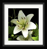 White Lily 2 Fine Art Print