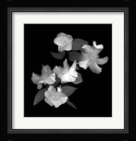 White & Pink Camellia Fine Art Print