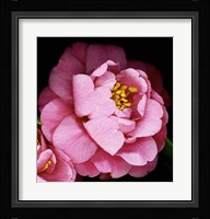 Camellia Fine Art Print