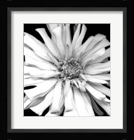 Zinnia I Fine Art Print