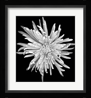 Chrysanthemum 1 Fine Art Print