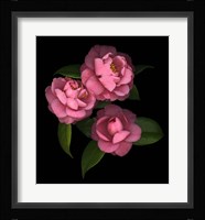 Camellia 8 Fine Art Print
