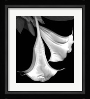 Trumpet Flower Fine Art Print
