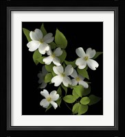 Dogwood Fine Art Print