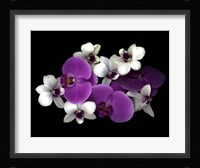 Pink And White Orchids Fine Art Print