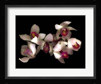 Pink & Fushia Orchid 1 Fine Art Print