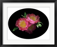 3 Peonies '08 4 Fine Art Print