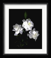Gardenia Fine Art Print