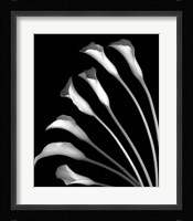 Crystal Blush Calla Lilies Fine Art Print