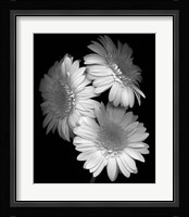 Gerbera Daisy Fine Art Print