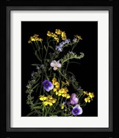 Pansy, Rosemary & French Tarragon Framed Print