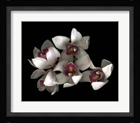 Pale Pink& Fushia Orchid 2 Fine Art Print