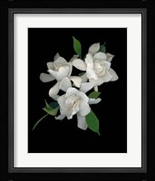 Gardenias 2 Fine Art Print