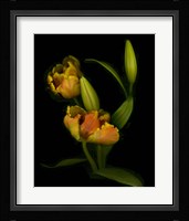 Tulips Fine Art Print