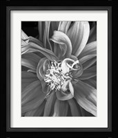Dalia 2013 Fine Art Print