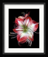 Winter Amaryllis Fine Art Print