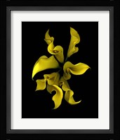 Calla Lilies 4 Fine Art Print