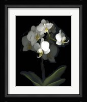 Mini White Orchids Fine Art Print