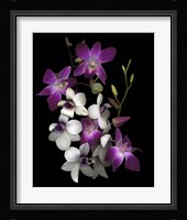 Dendrobium Orchids Fine Art Print