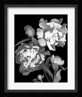 Peony Fine Art Print
