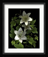White Lilies '06 Fine Art Print