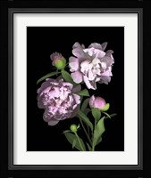 Peony Fine Art Print