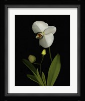 Orchid Fine Art Print
