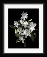 Gardenia '06 Fine Art Print