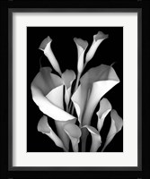 White Calla 2 Fine Art Print
