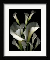 White & Crystal Blue Callas 2 Fine Art Print