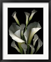 White & Crystal Blue Callas 2 Fine Art Print