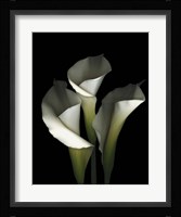 White Calla 1 Fine Art Print