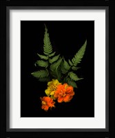 Ferns & Marigolds Fine Art Print