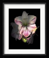Amaryllis Fine Art Print