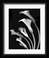 Calla Lilies 3 Fine Art Print