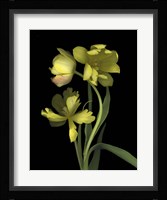 Yellow Dutch Tulip 1 Fine Art Print