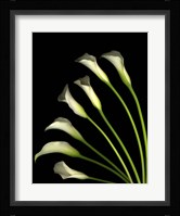 Crystal Blush Calls Lily 1 Fine Art Print