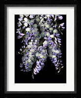 Wisteria Fine Art Print