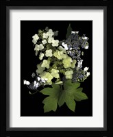 Hydranga Fine Art Print