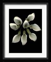 Crystal Blush Calla Lily 2 Fine Art Print