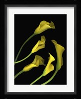 Calla Lilies 1 Fine Art Print
