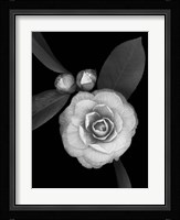 Camellia with Buds Fine Art Print